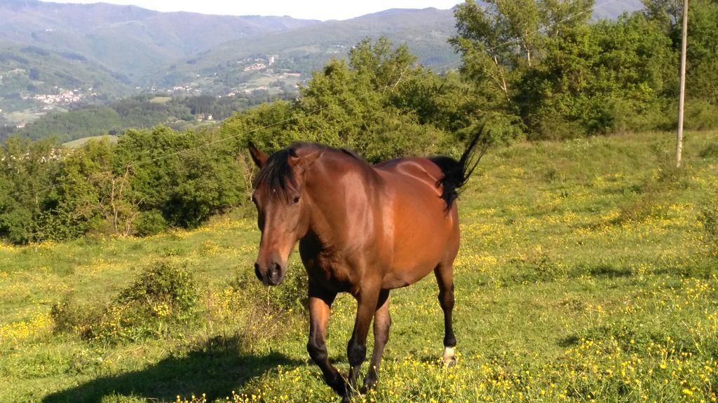 Agriturismo Mandrioli ปราโตแวคคิโอ ภายนอก รูปภาพ